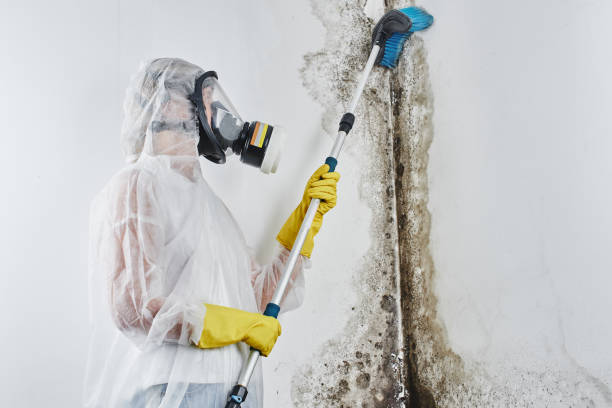 Mold Removal for HVAC Installations in Ardmore, AL